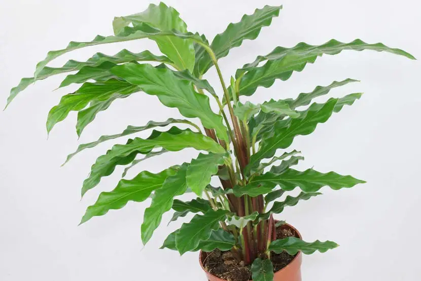 Calathea rufibarba, discover a plant with large leaves and great color