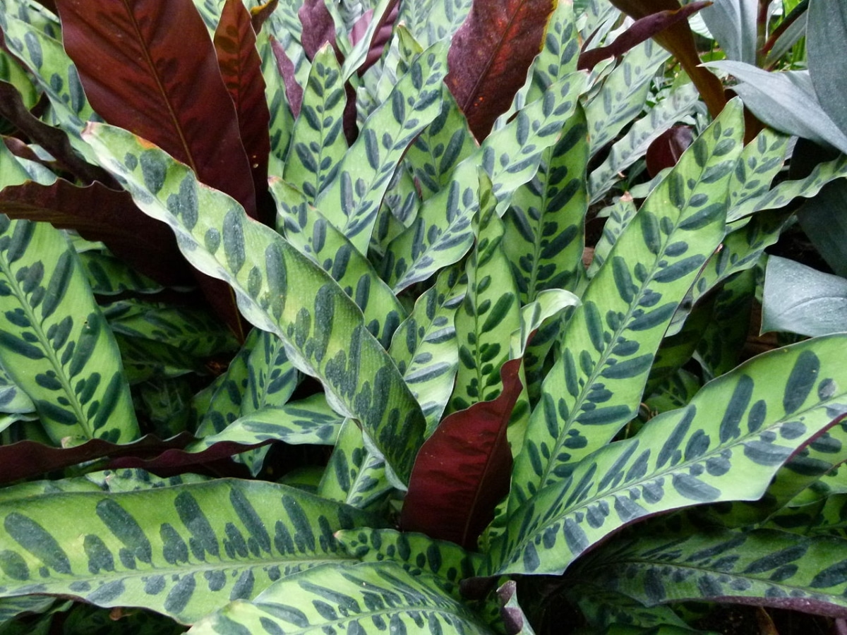 How to save a calathea with yellow leaves?