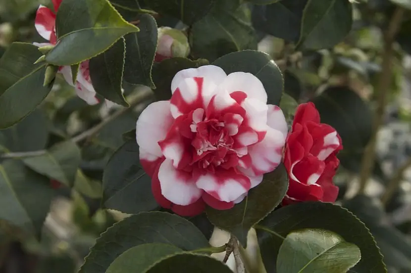 Camellia from Japan care and cultivation