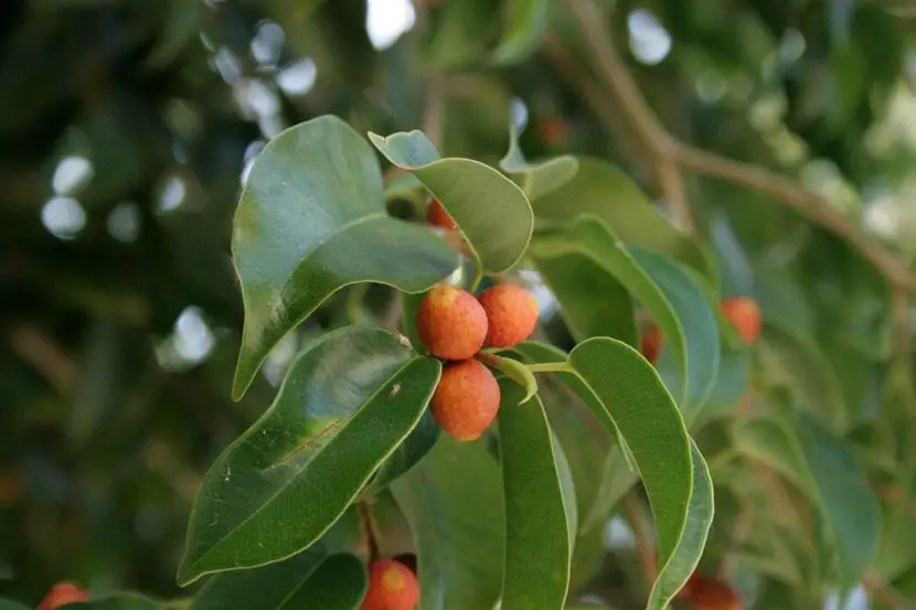 Can you have a Ficus benjamina in the garden?