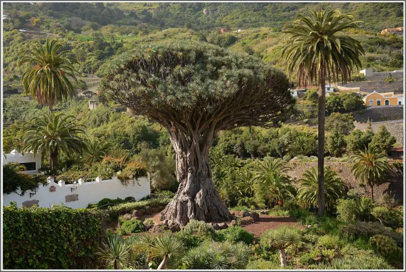 Canary Islands Dragon Tree Care