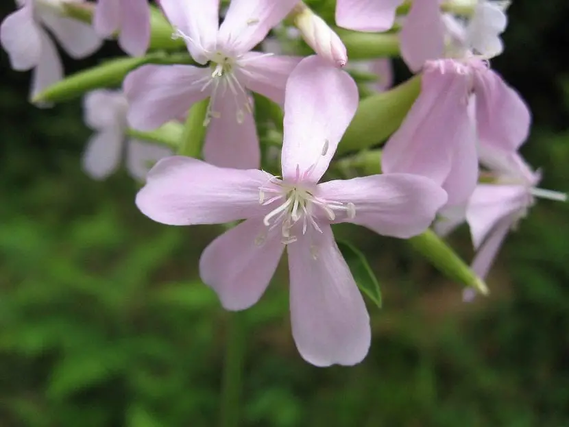 Care, uses and more of the Saponaria