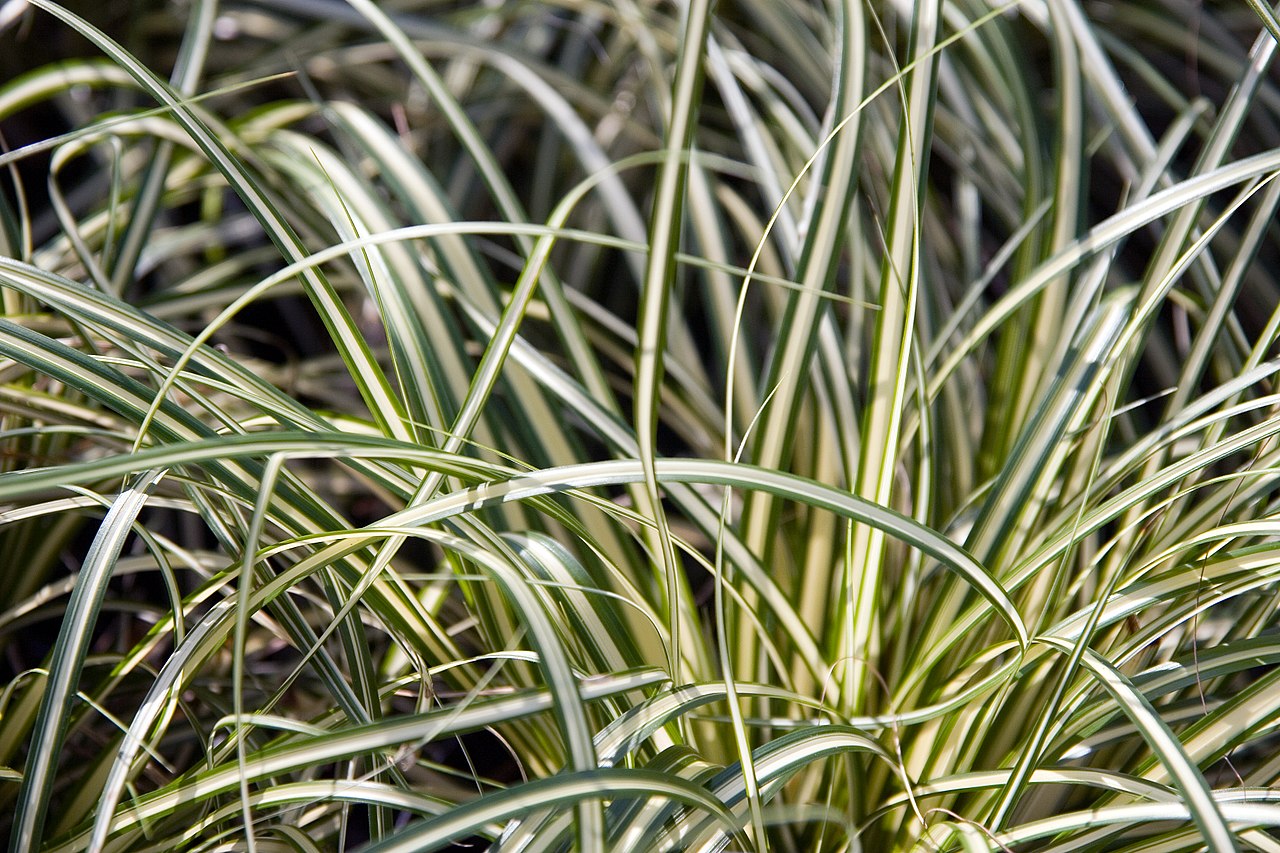 Carex, a grass for the garden