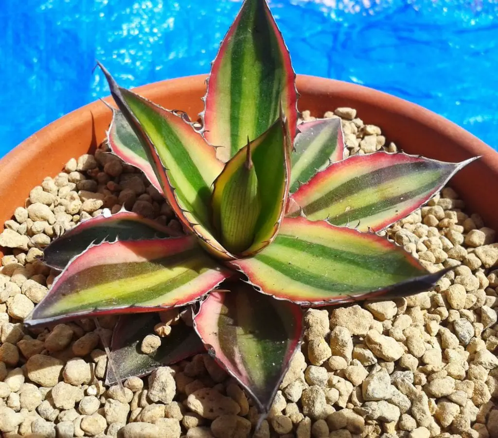 Caring for Agave lophantha or Agave lechuguilla