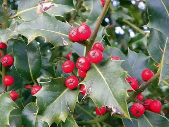 Caring for Christmas Plants: Ilex aquifolium or Holly