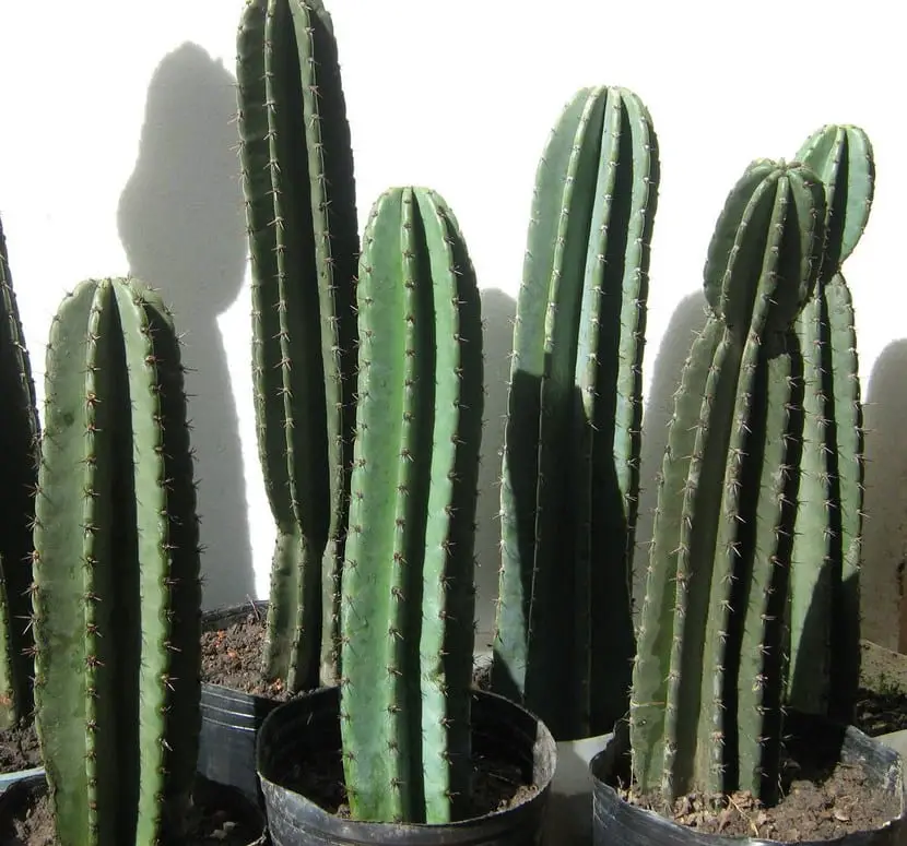 Caring for cacti in summer