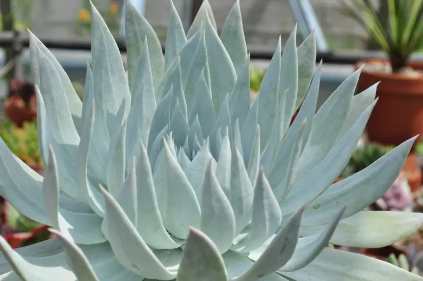Caring for the Dudleya | Gardening On