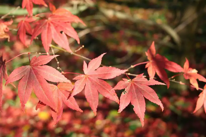 Caring for the purple maple