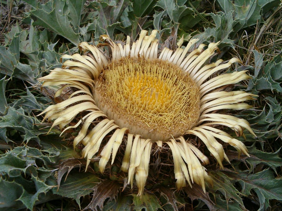 Characteristics and properties of the eguzkilore, the flower of the Sun