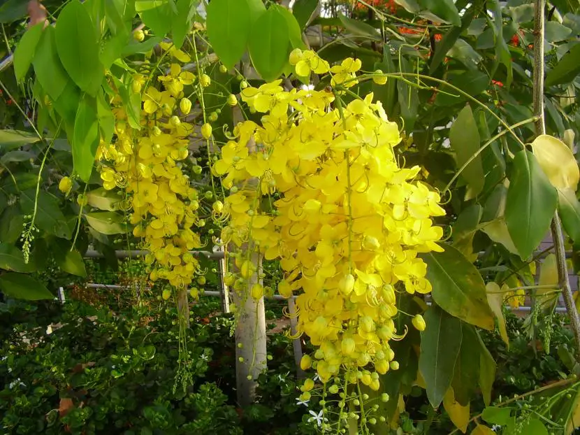 Cassia fistula, the Golden Shower for hot climates