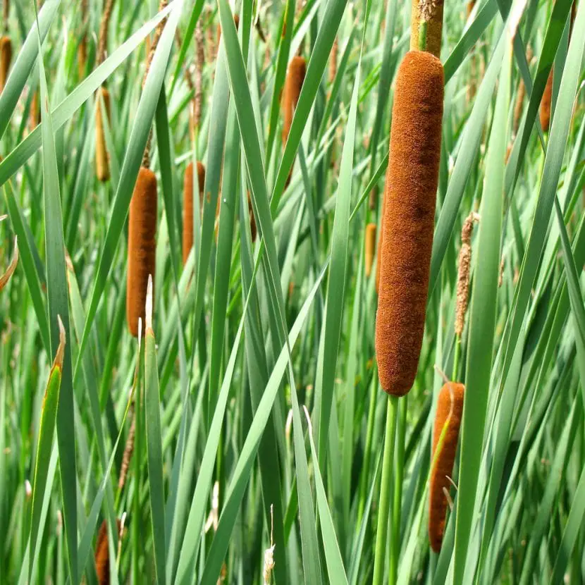 Characteristics and care of the Cattail
