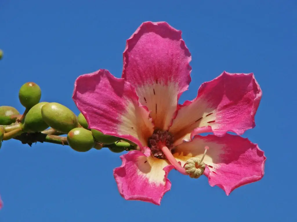 Chorisia speciosa, a tree with precious flowers