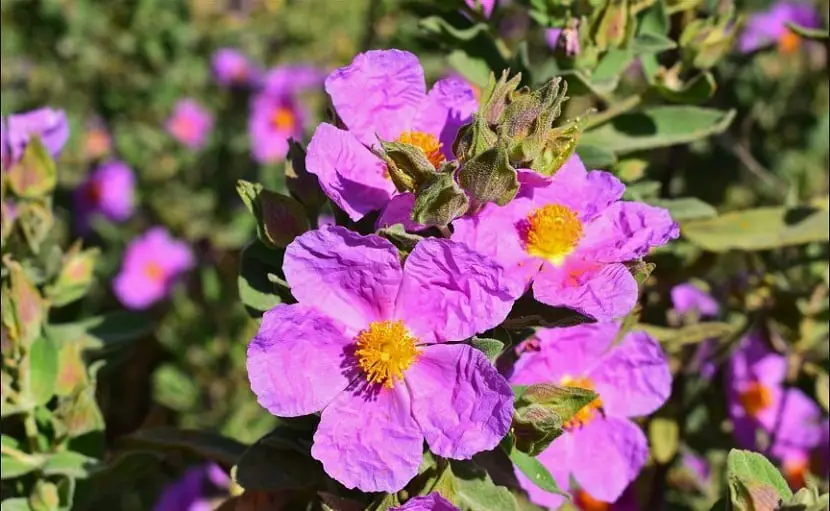Characteristics, care and cultivation of purple Cistus monspeliensis