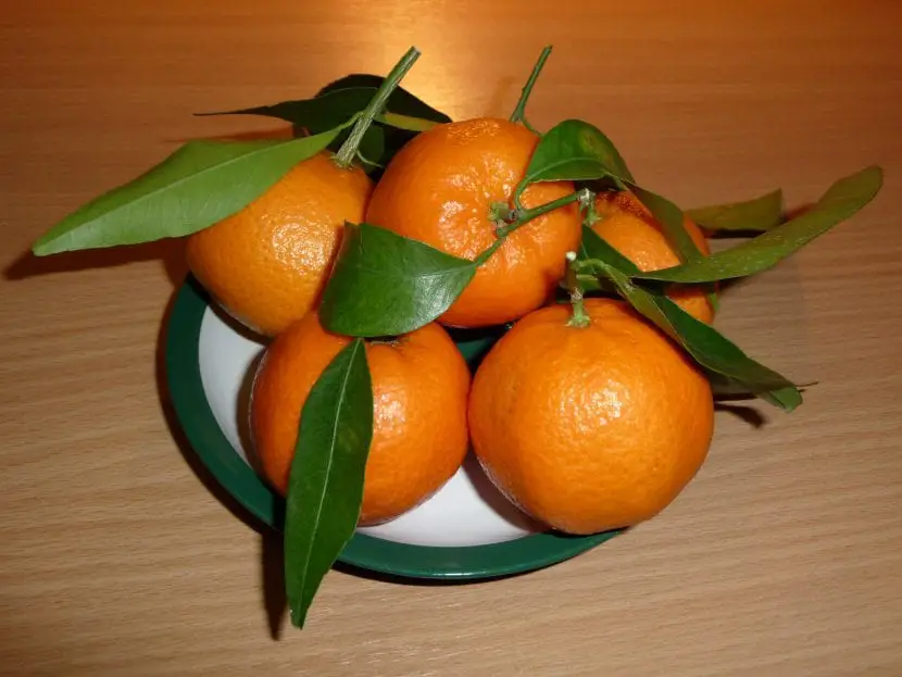 How to sow tangerines at home