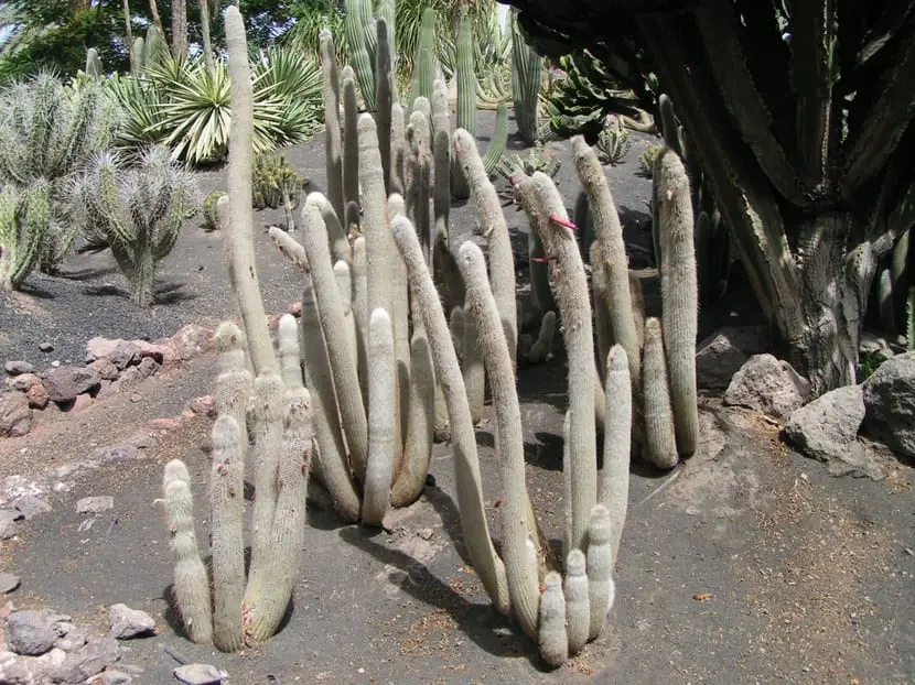 Cleistocactus strausii, white spined cactus