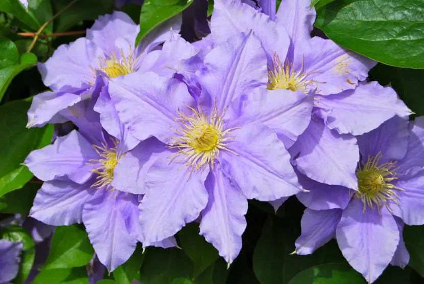 Clematis, drought resistant climber | Gardening On