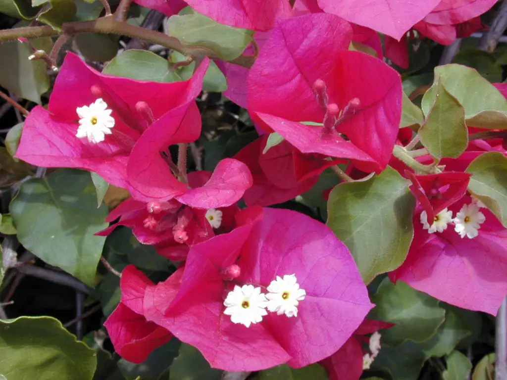 Climbers for sunny walls | Gardening On