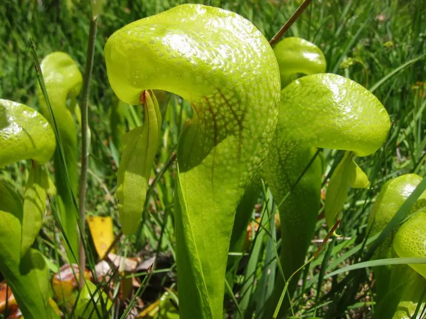 Cobra lily, carnivorous plant | Gardening On