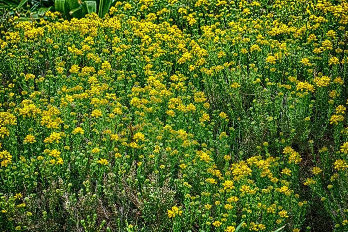How to care for the rue plant