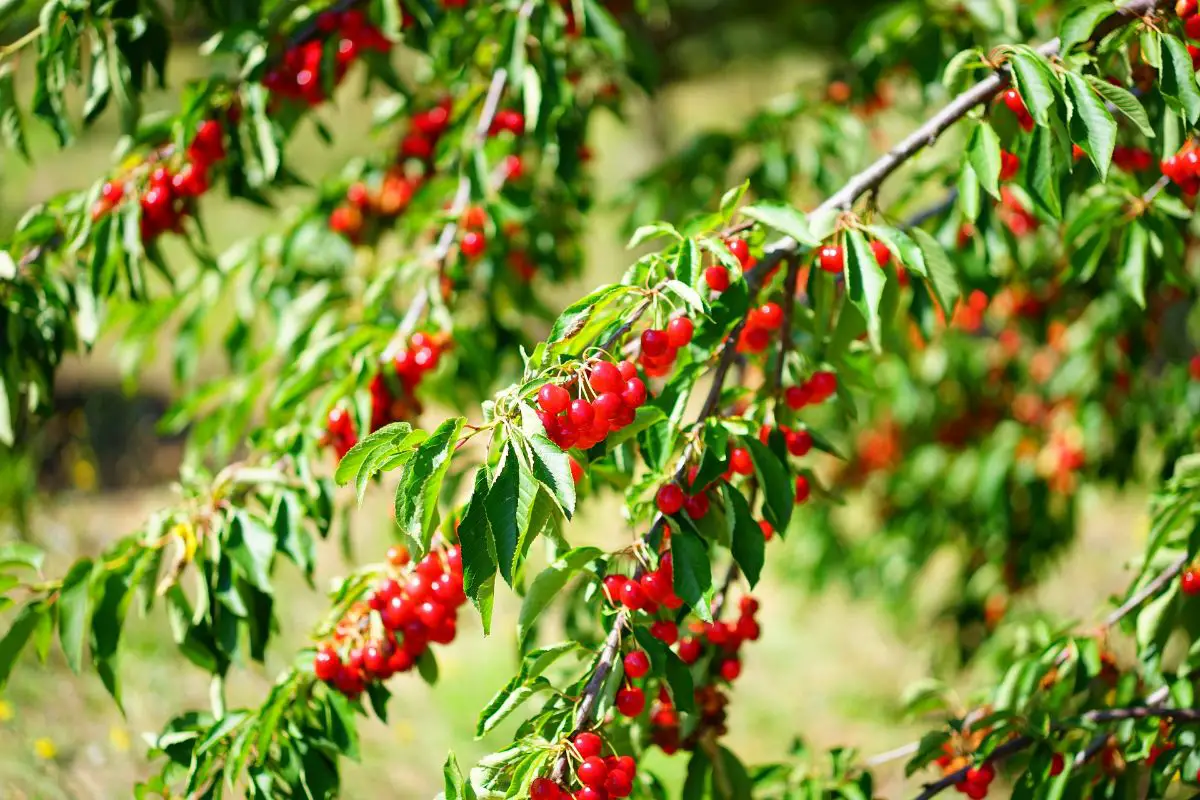 When to spray fruit trees so they are healthy