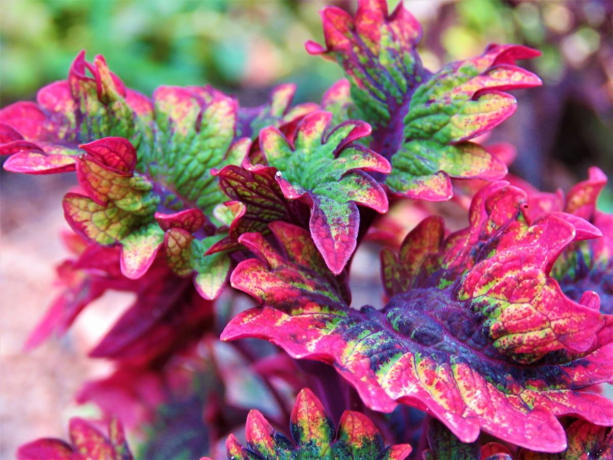 How to revive a coleus