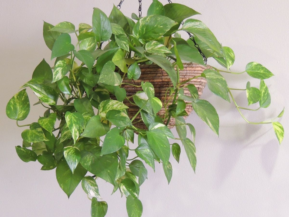 How to transplant a pothos
