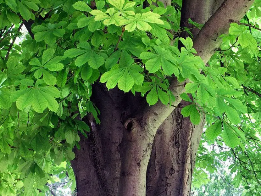 Complete file of the Horse Chestnut