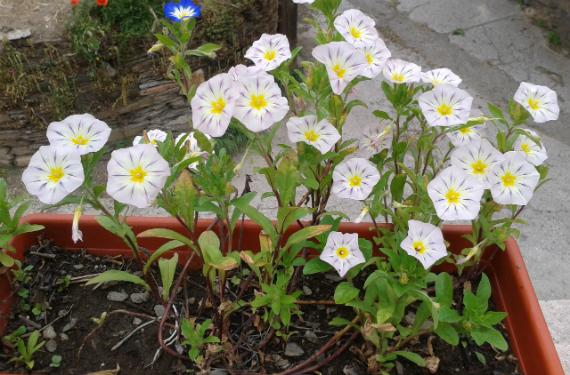 Convolvulus and its care | Gardening On