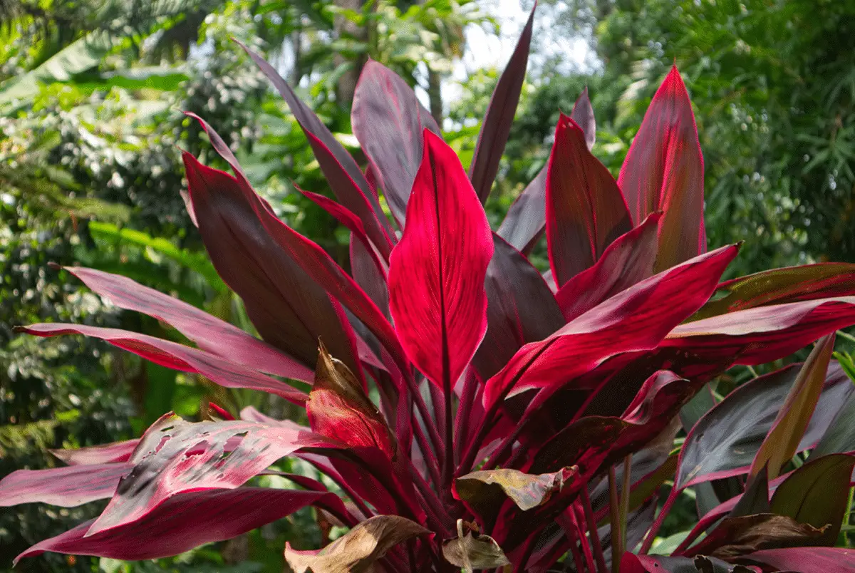 Cordyline: A very easy to care plant with very bright colors