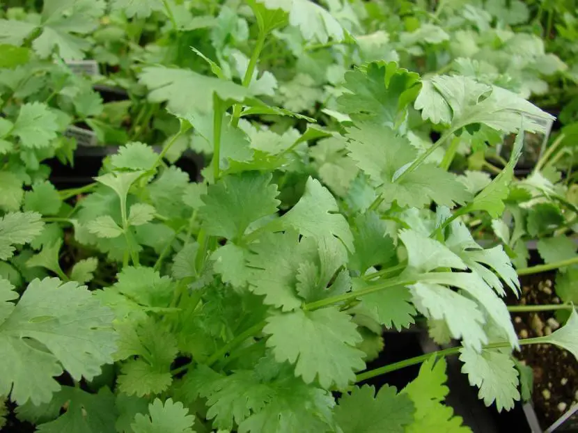 What is coriander and what is it for?