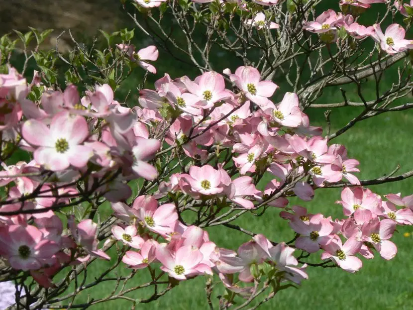 Cornus, the shrub that fills with flowers