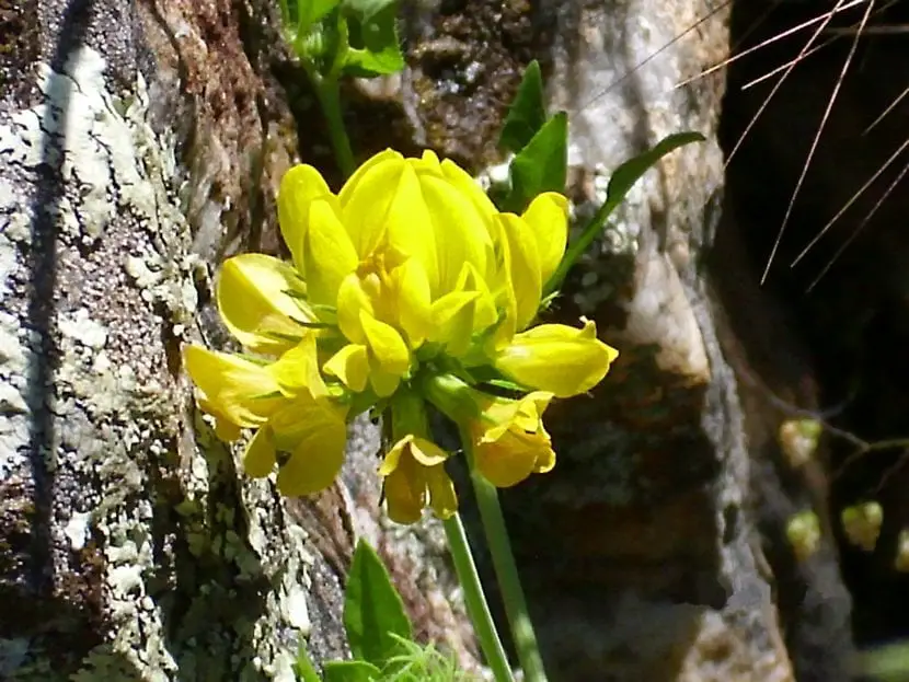 Fine-leaved crown (Coronilla juncea)