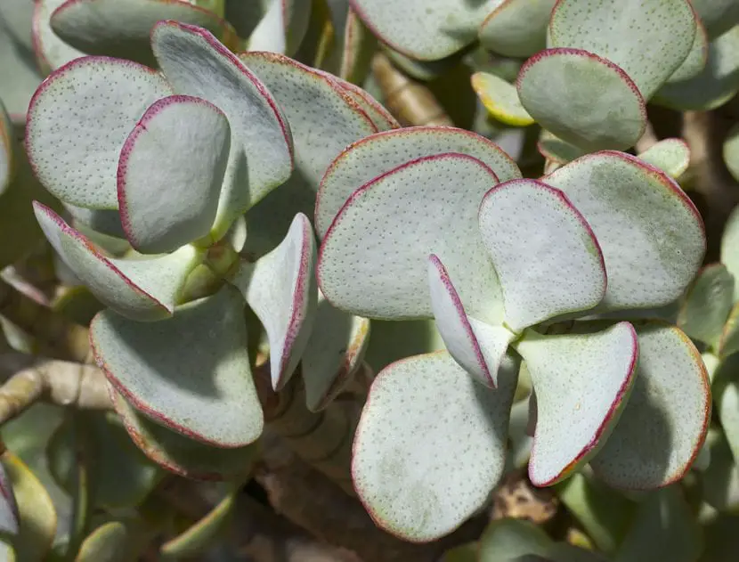 Crassula, easy-to-care succulents | Gardening On