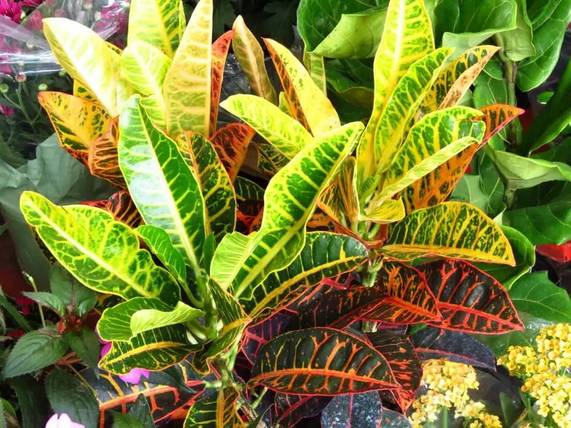 Croton, a very popular plant