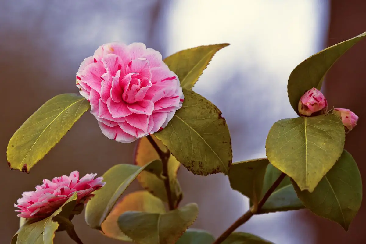 When are camellias pruned? Gardening On