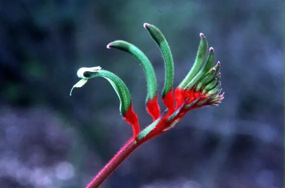 Cultivation and care of Kangaroo Paws