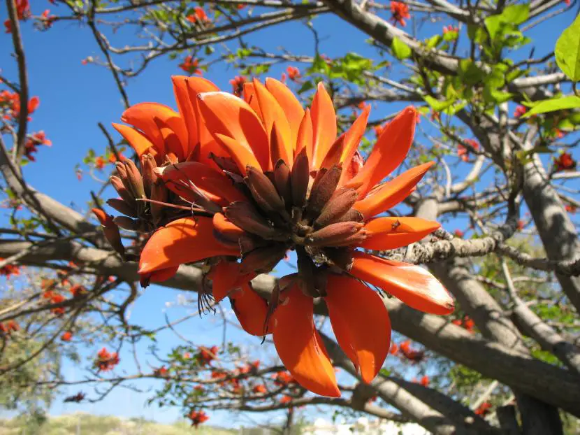 Cultivation and care of the Coral Tree