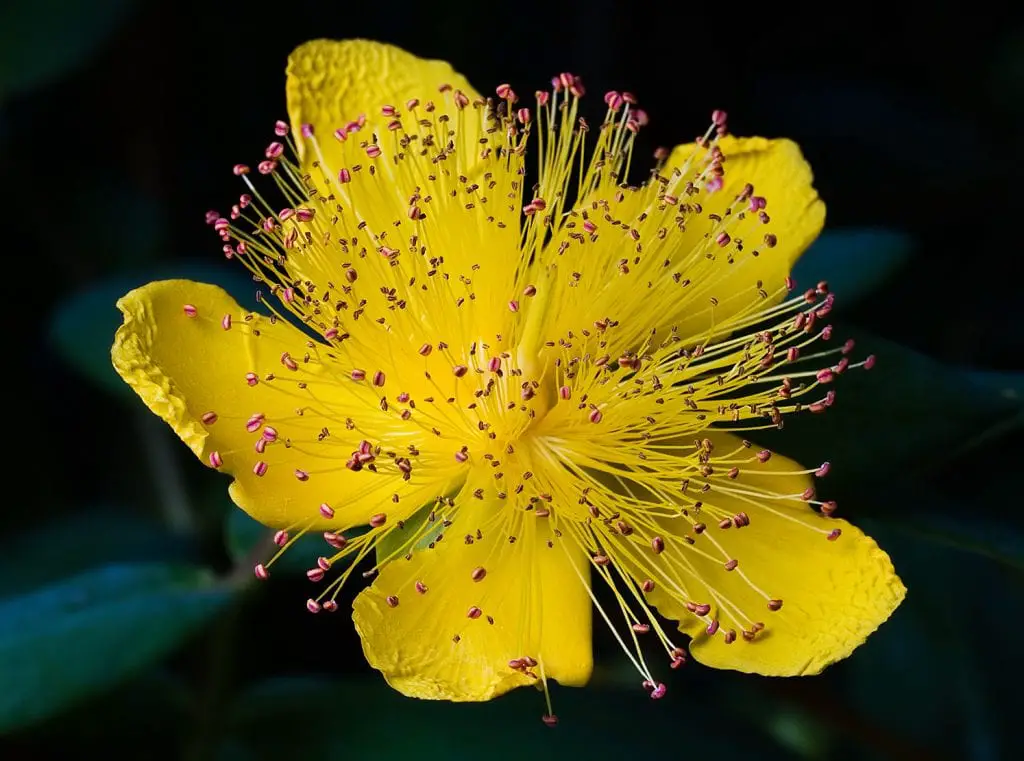 Cultivation, uses and properties of St. John’s wort
