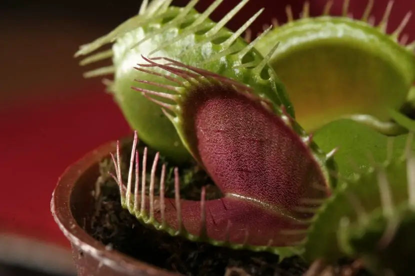 Curiosities of the flytrap plant