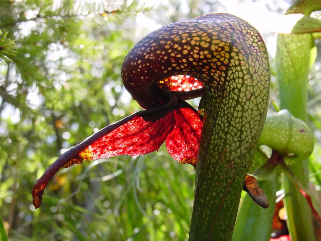Curiosities of the world of carnivorous plants