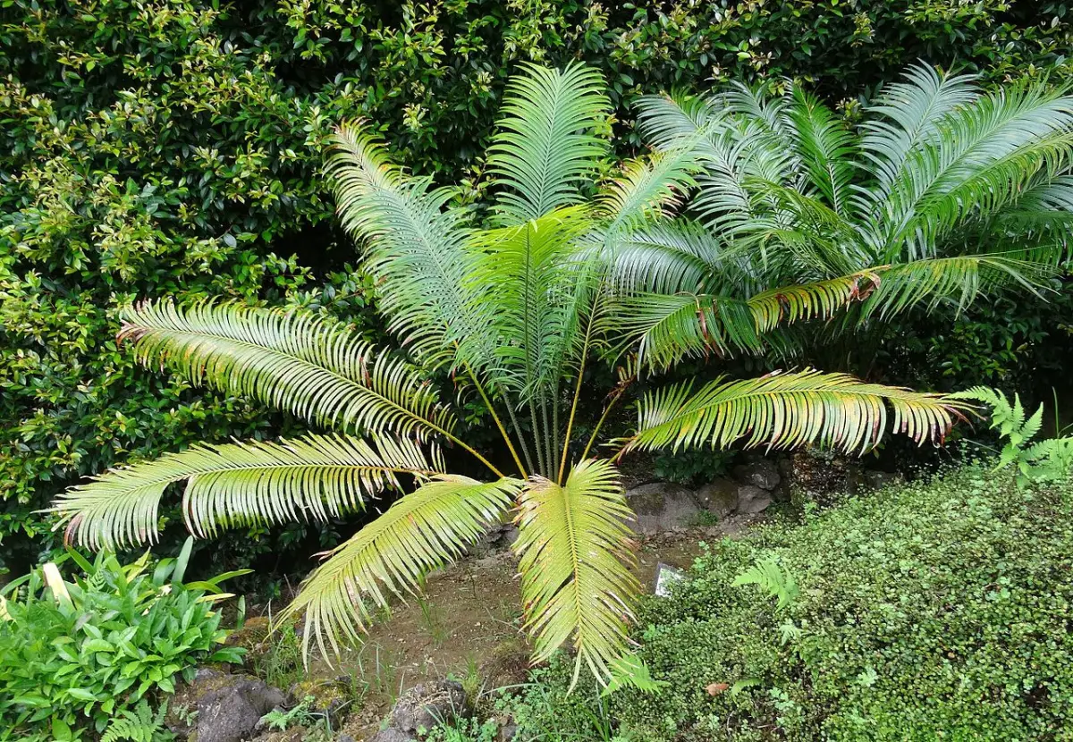 Learn about the 9 main species of cycads and their care