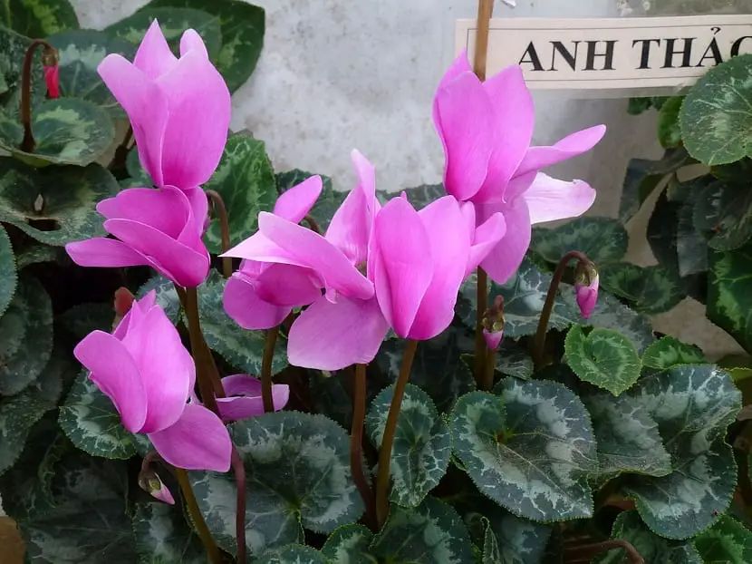 Characteristics and care of Cyclamen persicum