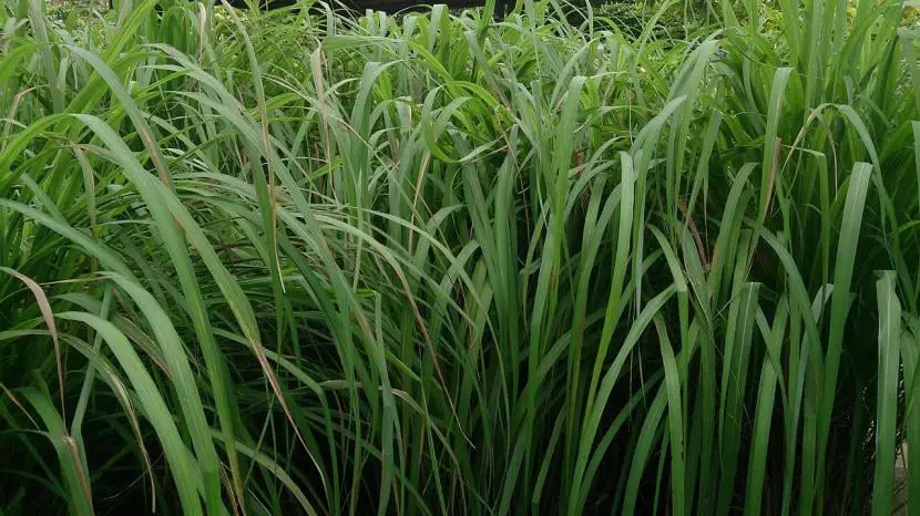 What is lemongrass and how do you care?