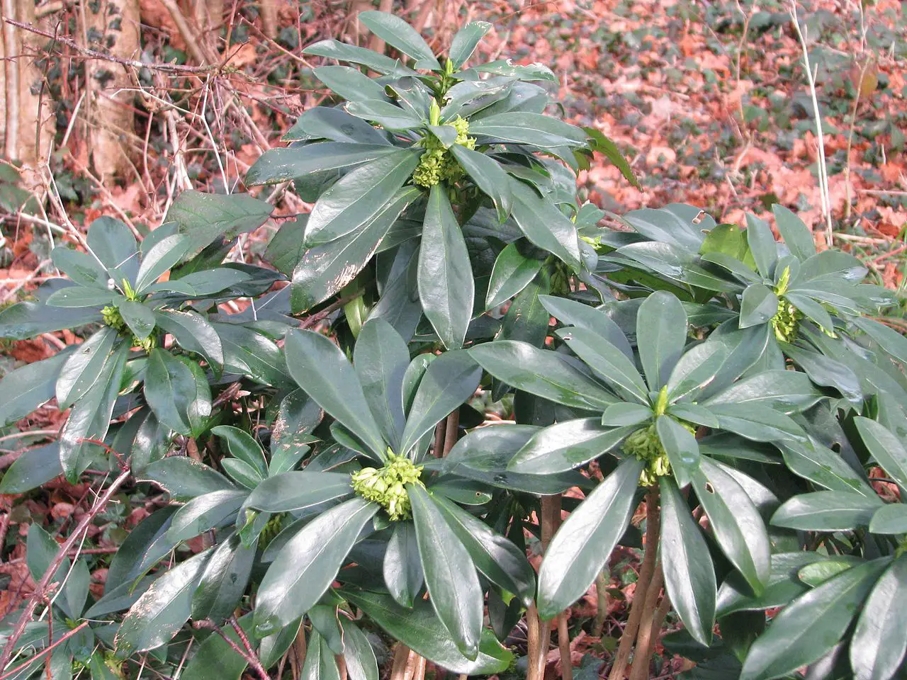 Daphne laureola: caring for this little shrub