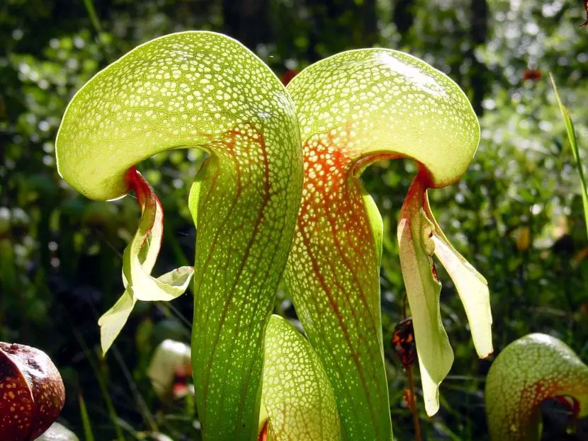 What do carnivorous plants need to grow?