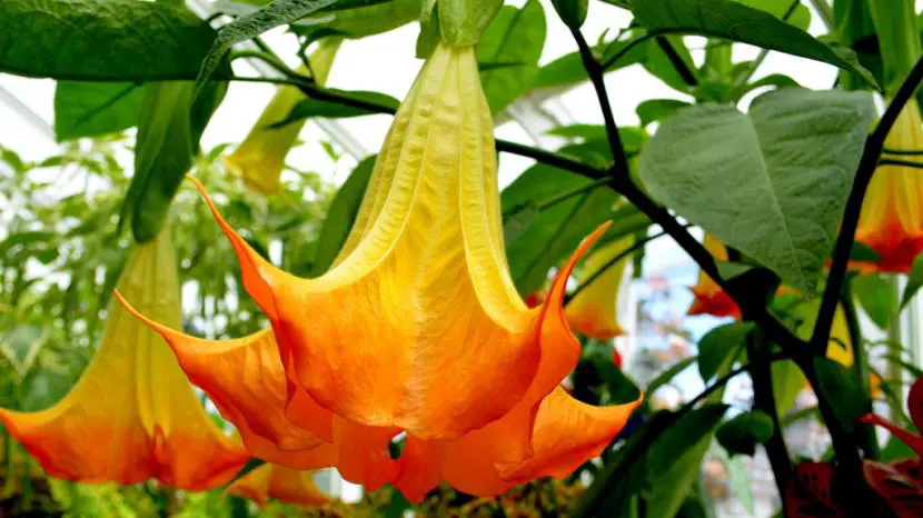 Datura, a very beautiful plant … but toxic