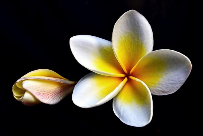 Decorate your home with a Plumeria