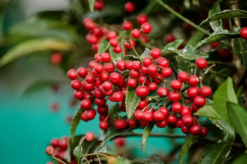 Decorate your home with an ardisia