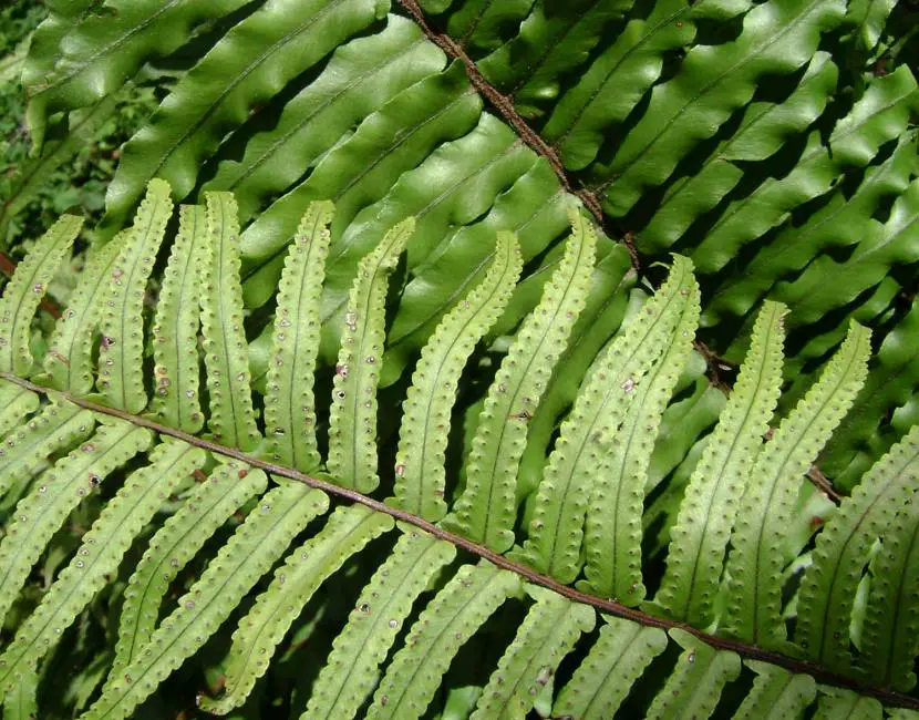 Decorate your home with ferns