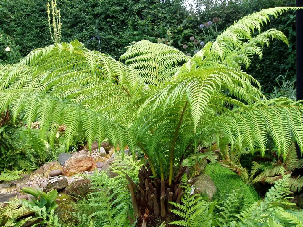 Dicksonia, the quintessential tree fern
